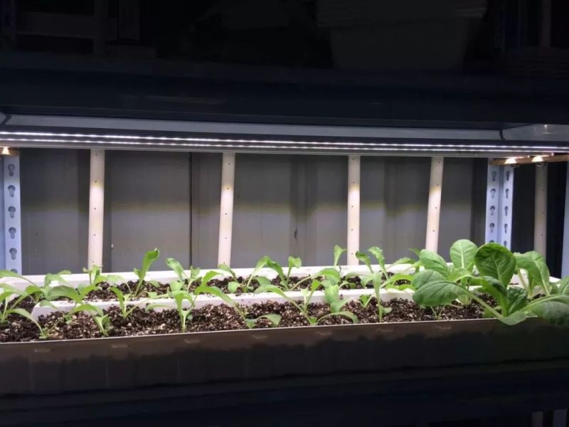 植物工厂摄影作品展示