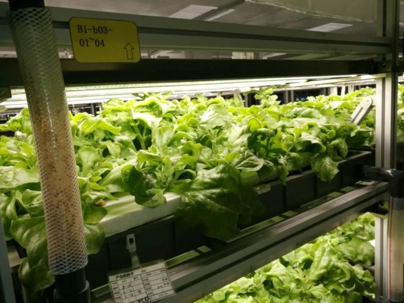 植物工厂摄影作品展示