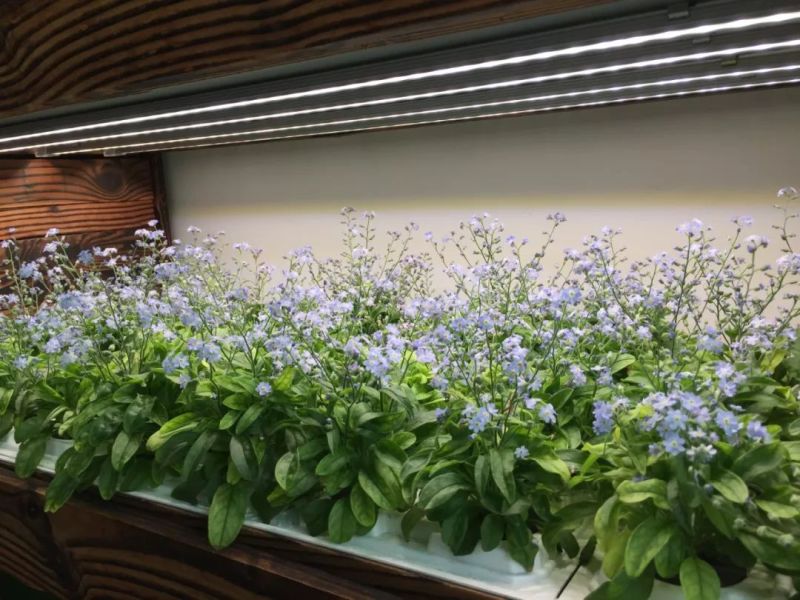 植物工厂摄影作品展示