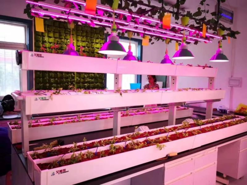 植物工厂摄影作品展示