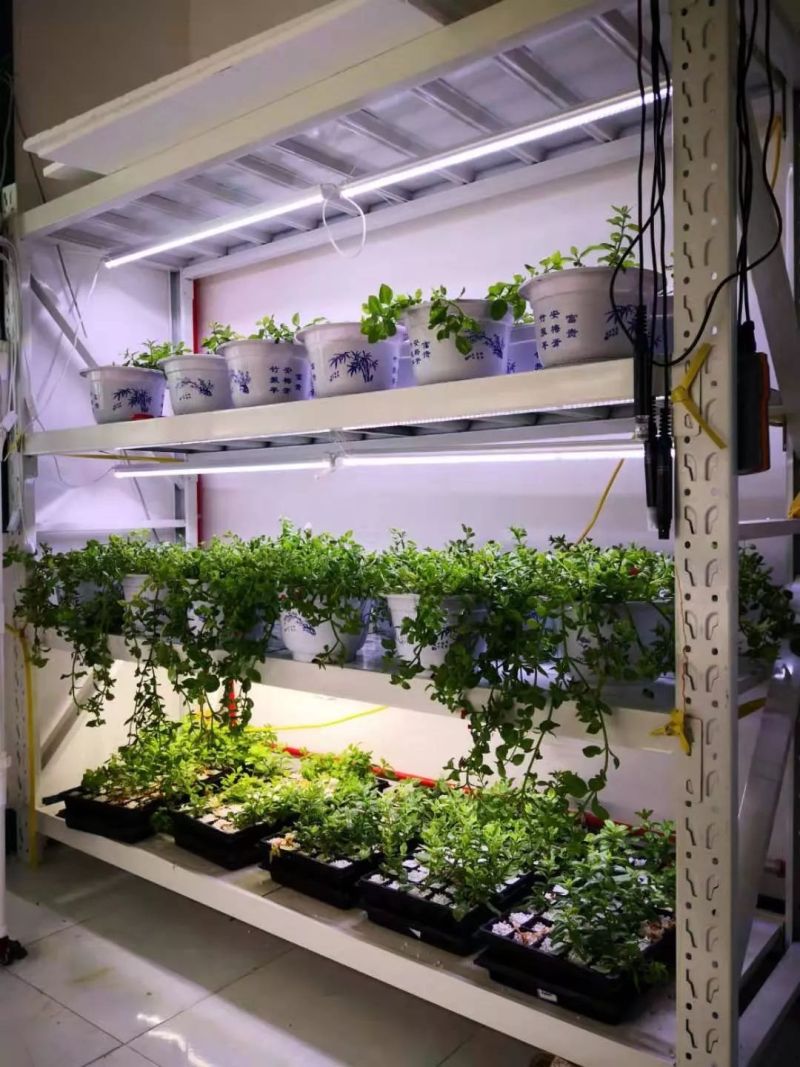 植物工厂摄影作品展示