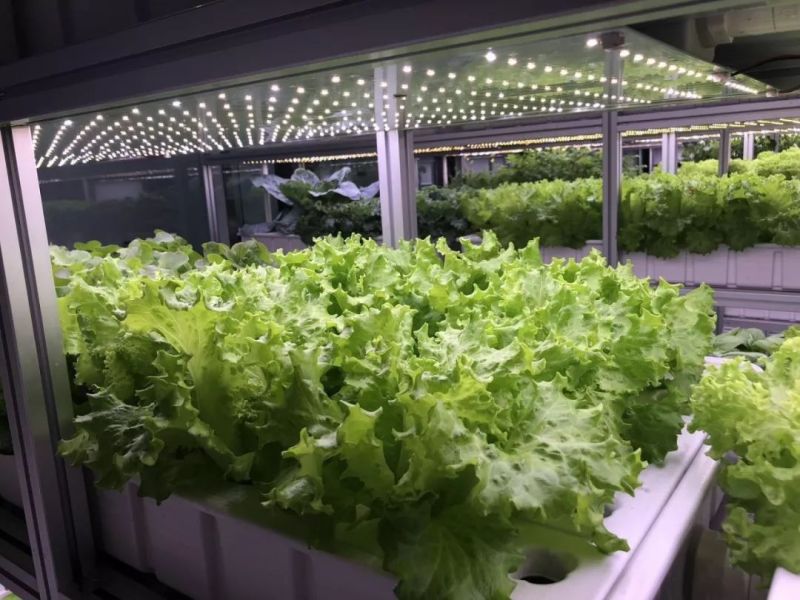 植物工厂摄影作品展示