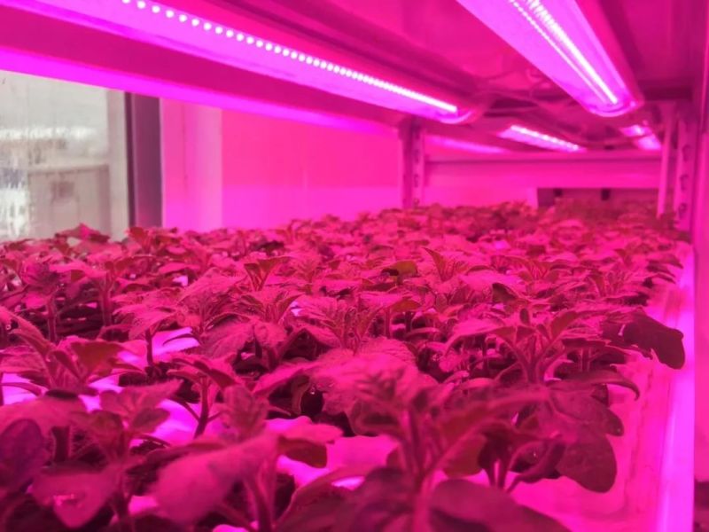 植物工厂摄影作品展示