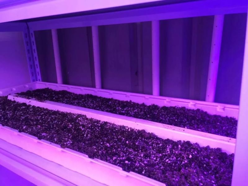 植物工厂摄影作品展示