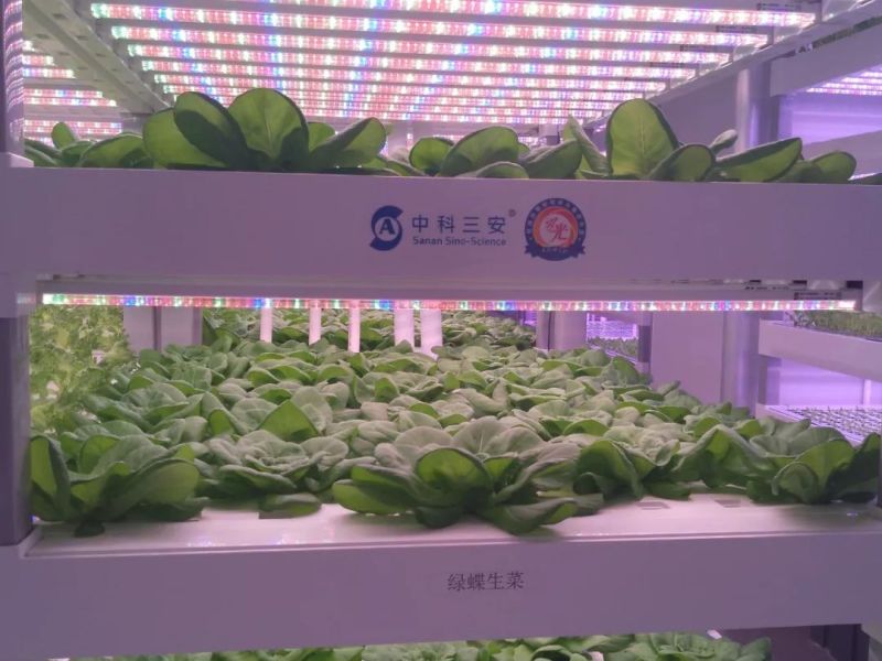 植物工厂摄影作品展示