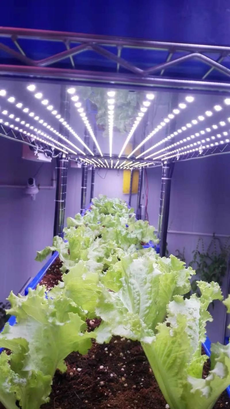 植物工厂摄影作品展示