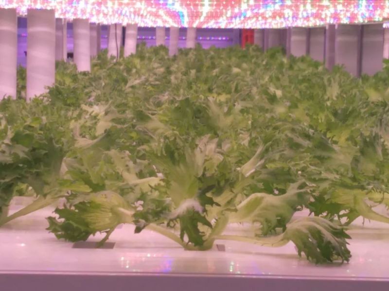 植物工厂摄影作品展示