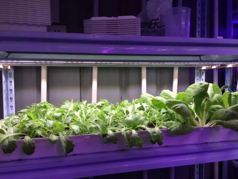 植物工厂摄影作品展示