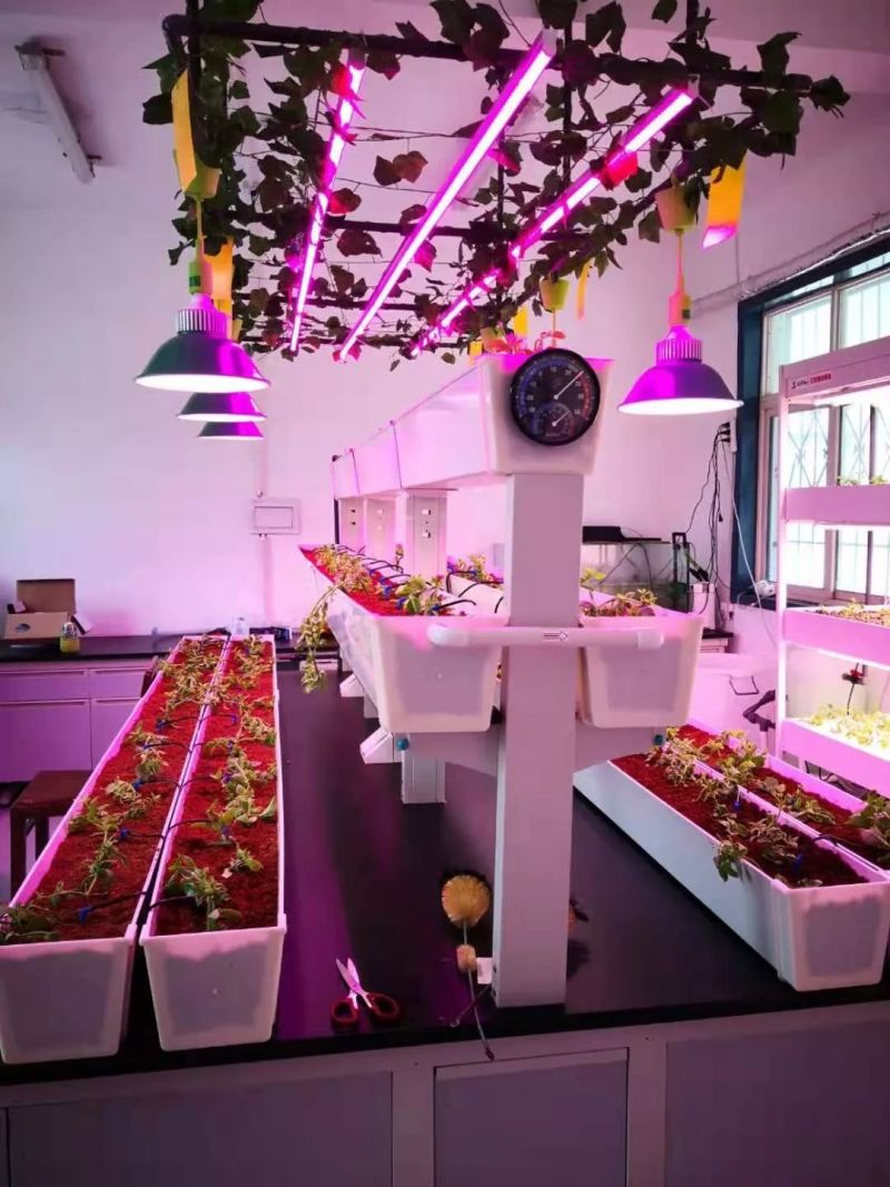 植物工厂摄影作品展示