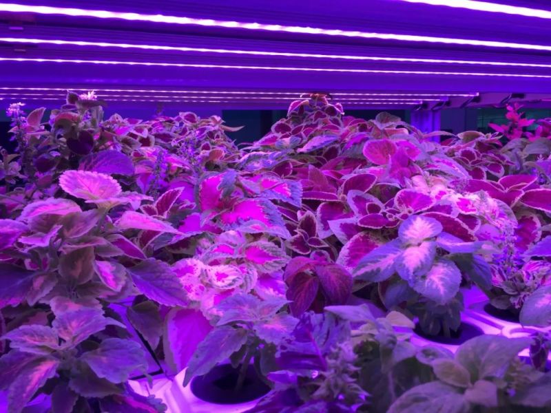 植物工厂摄影作品展示