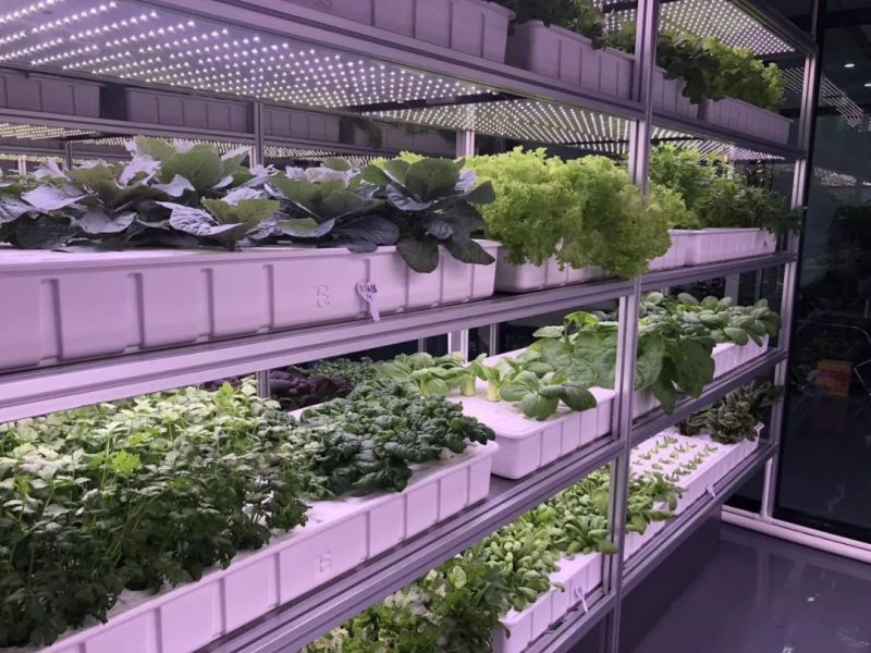 植物工厂摄影作品展示