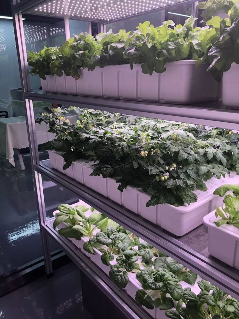 植物工厂摄影作品展示