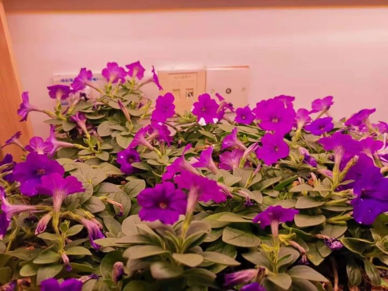 植物工厂摄影作品展示