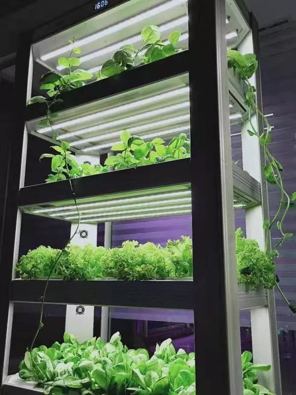 植物工厂摄影作品展示