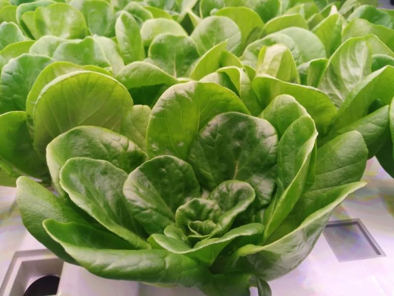 植物工厂摄影作品展示