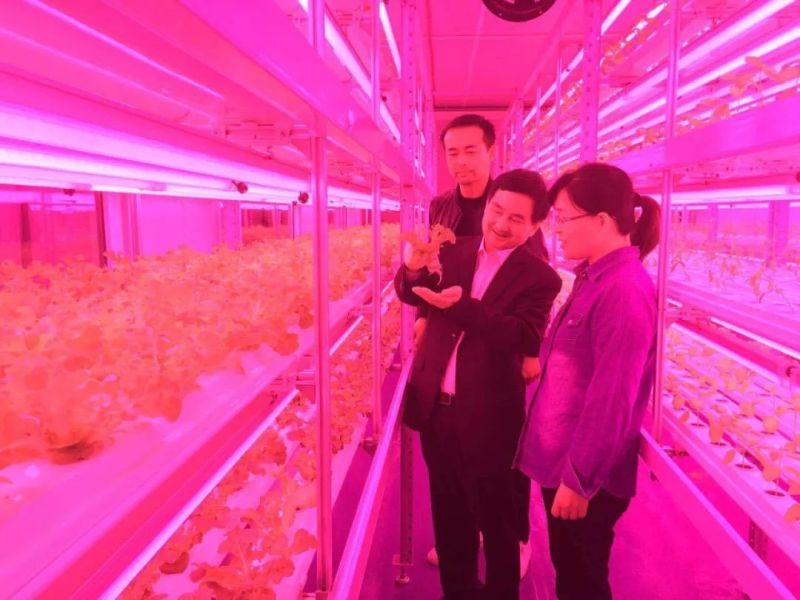 中国植物工厂技术成功进入罗马尼亚，首个中罗农业科技园布加勒斯特落成