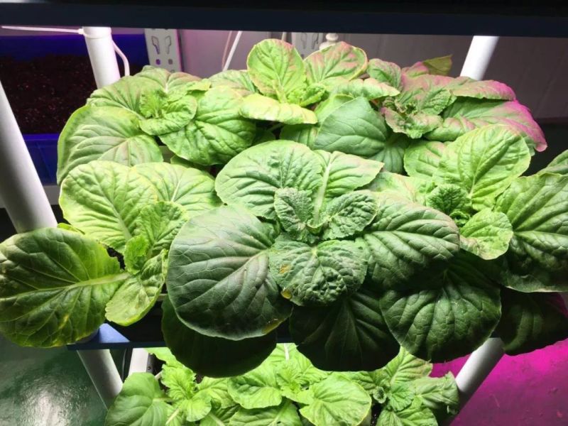 植物工厂摄影作品展示