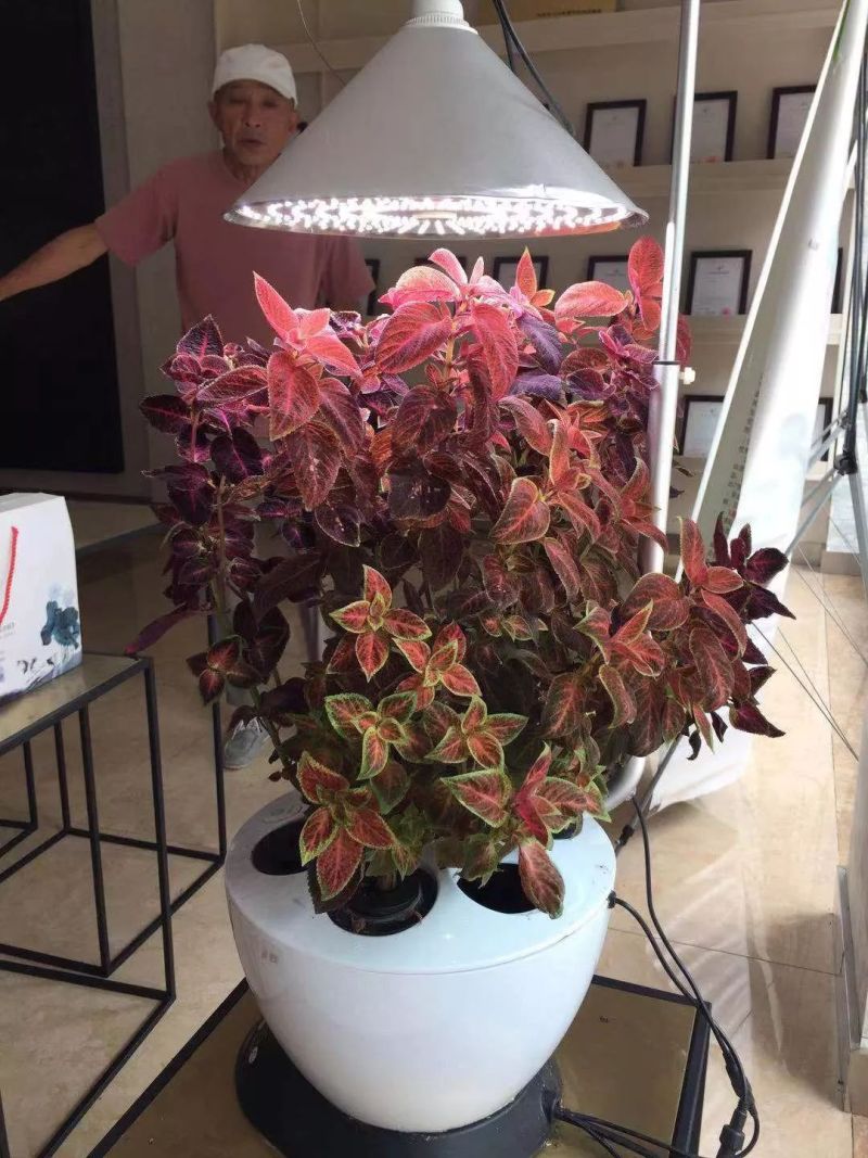 植物工厂摄影作品展示