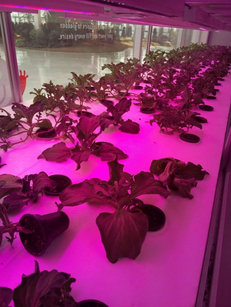 植物工厂摄影作品展示