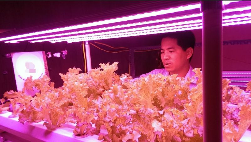 植物工厂摄影作品展示