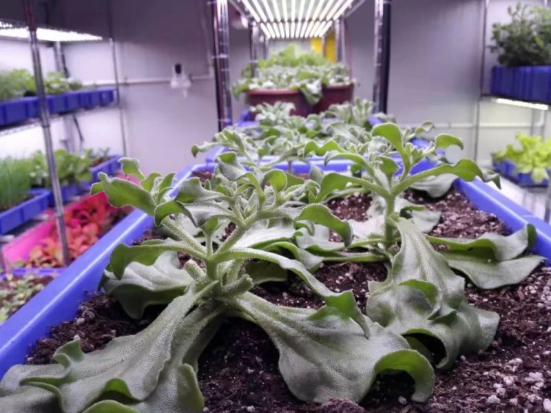 植物工厂摄影作品展示