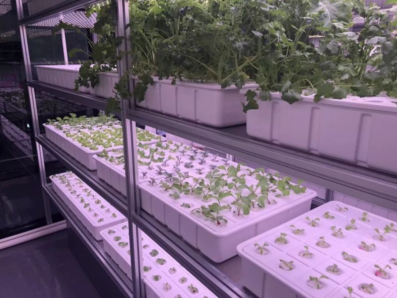 植物工厂摄影作品展示