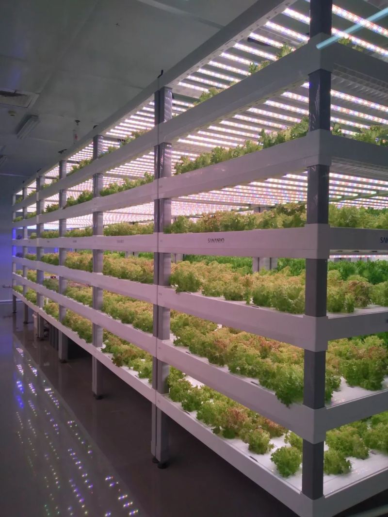 植物工厂摄影作品展示