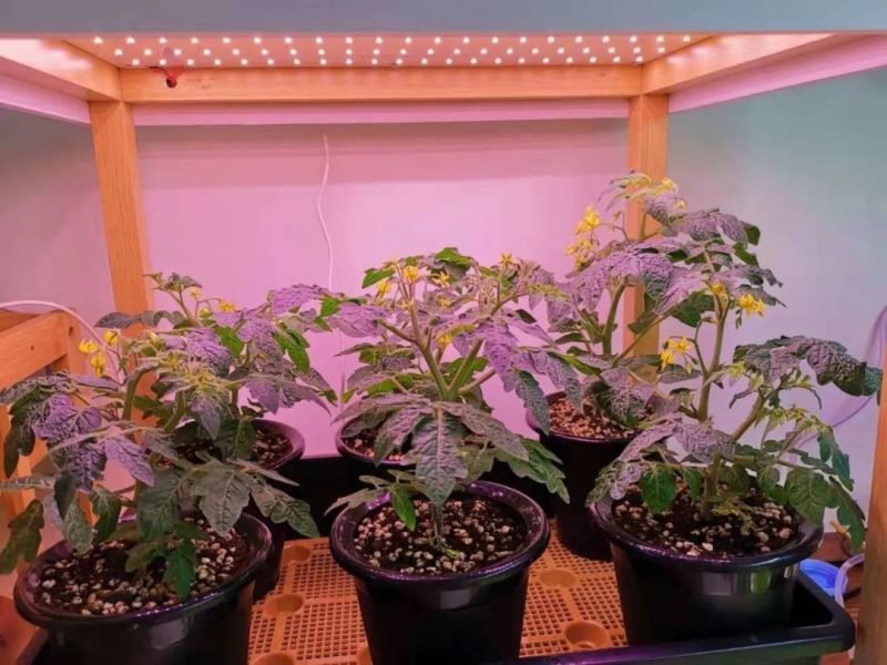 植物工厂摄影作品展示