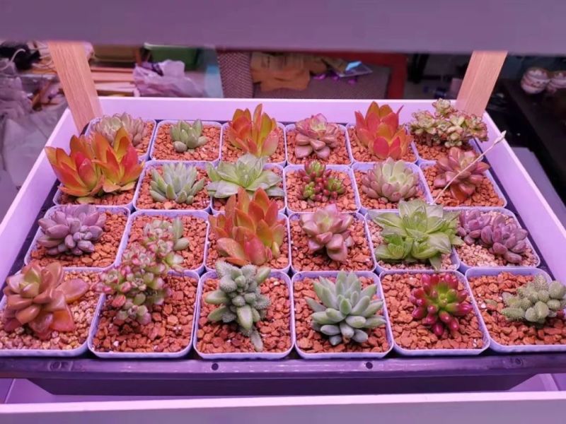 植物工厂摄影作品展示