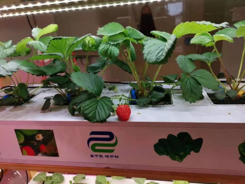 植物工厂摄影作品展示