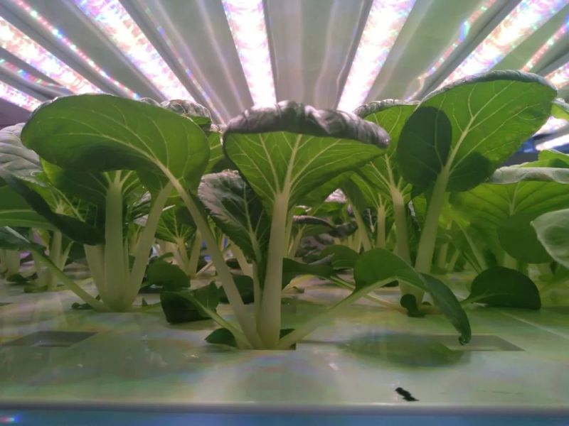 植物工厂摄影作品展示