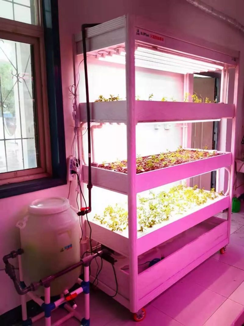 植物工厂摄影作品展示