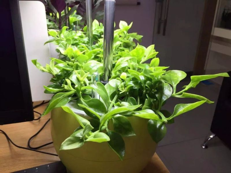 植物工厂摄影作品展示