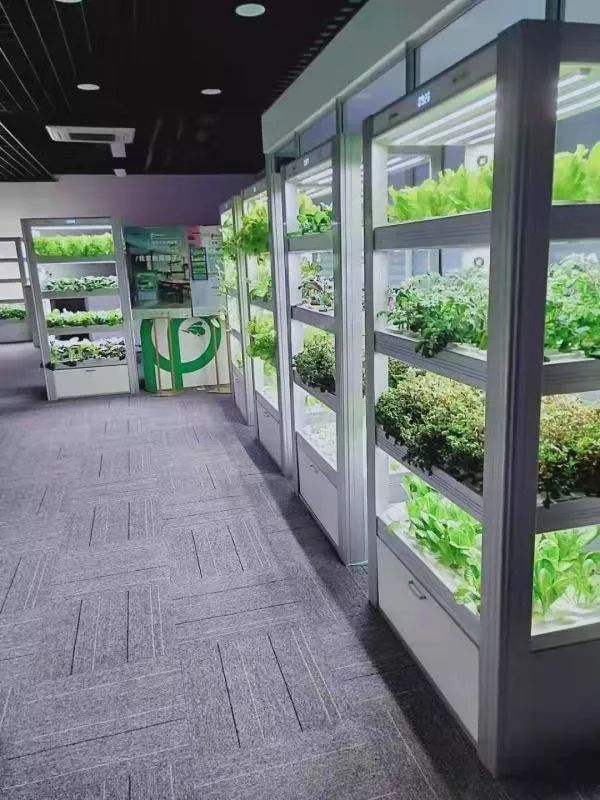 植物工厂摄影作品展示