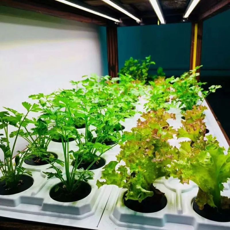 植物工厂摄影作品展示