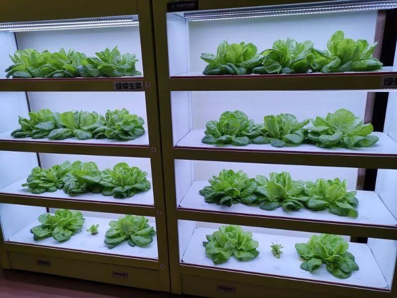 植物工厂摄影作品展示