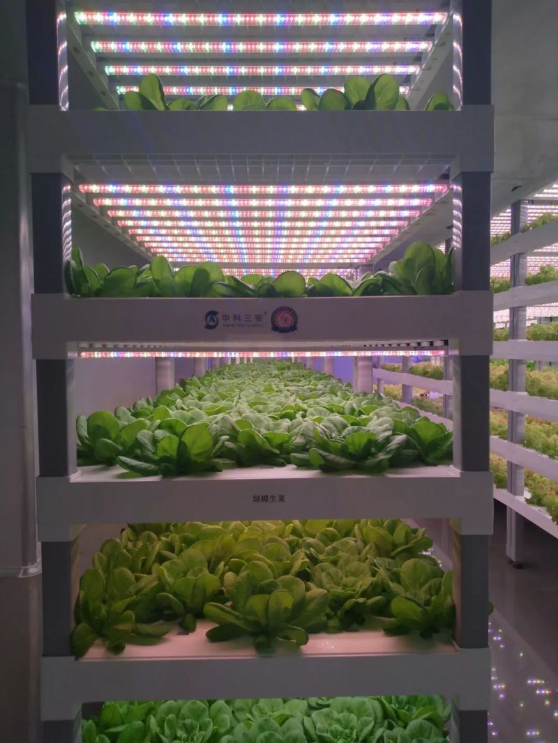 植物工厂摄影作品展示