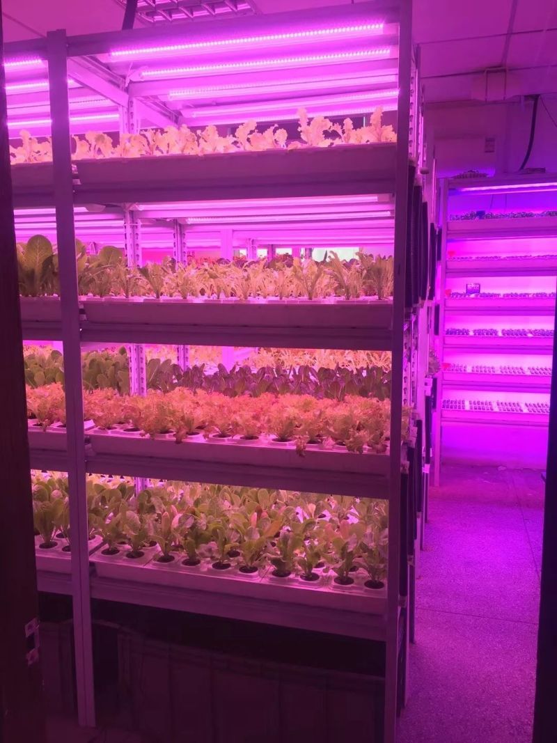 植物工厂摄影作品展示