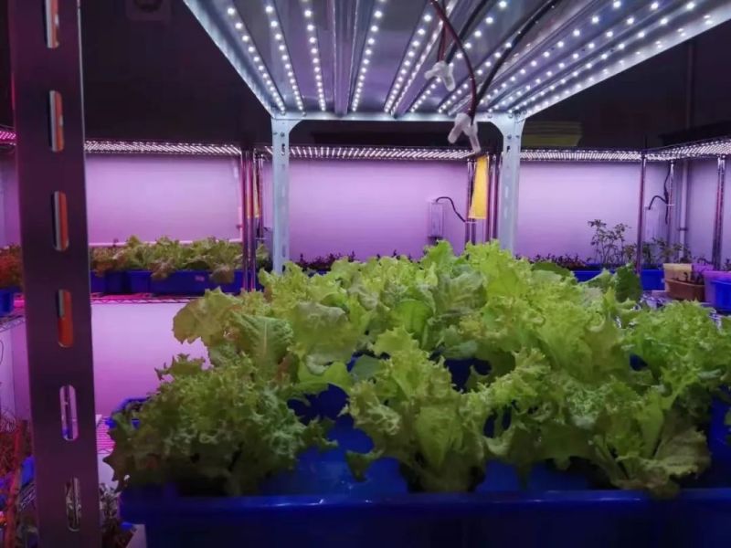 植物工厂摄影作品展示