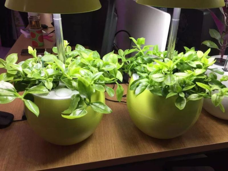 植物工厂摄影作品展示