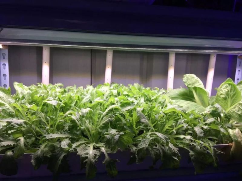 植物工厂摄影作品展示