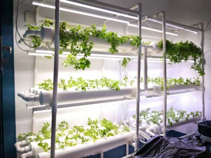 植物工厂摄影作品展示