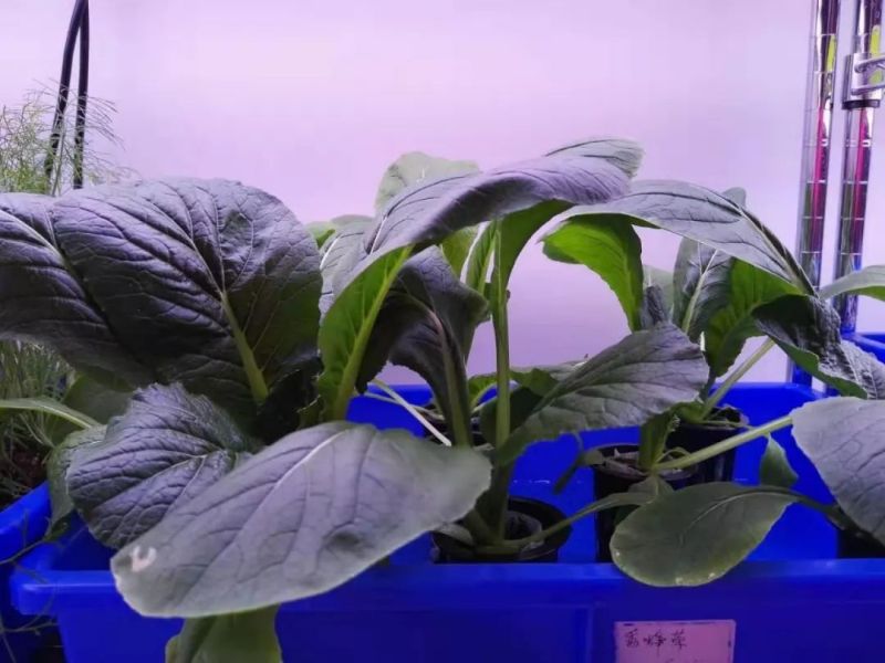 植物工厂摄影作品展示