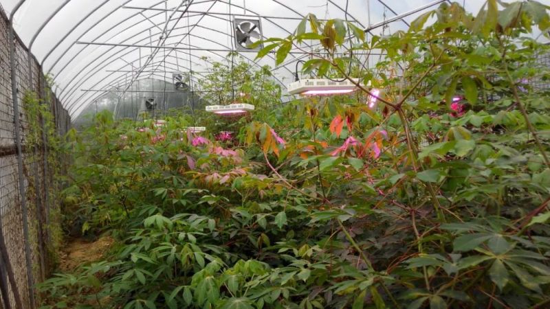 植物工厂摄影作品展示