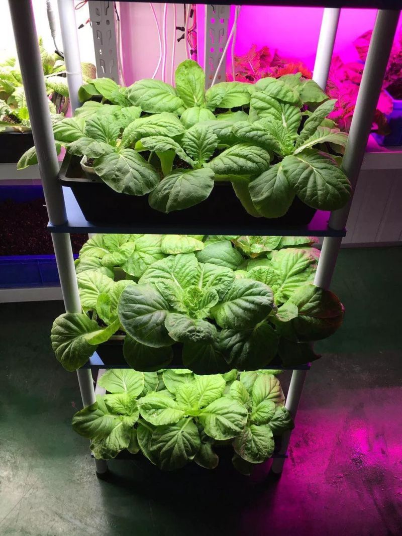 植物工厂摄影作品展示