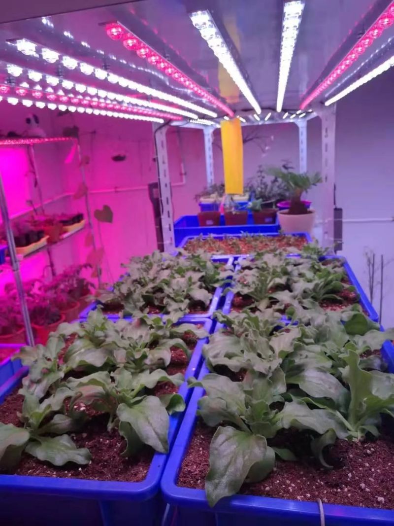 植物工厂摄影作品展示