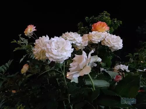 6.5英寸AMOLED全景屏！千元机OPPO K3首发