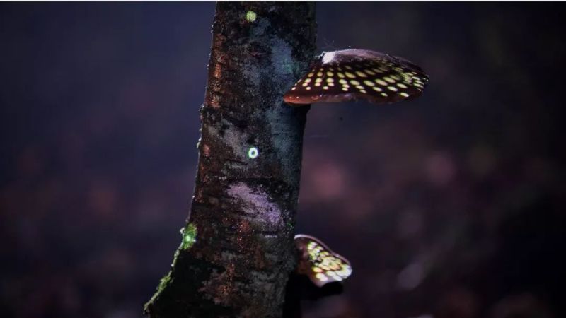 与光共舞｜魔法森林，雨落成光交响曲