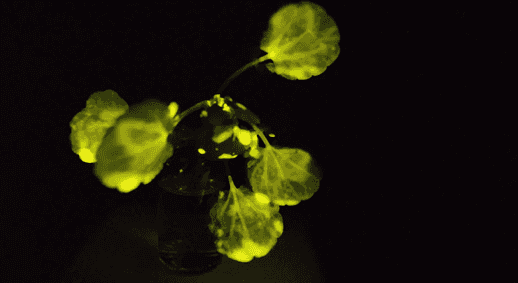 LED照明“过时”了，科学家有了更大胆的想法