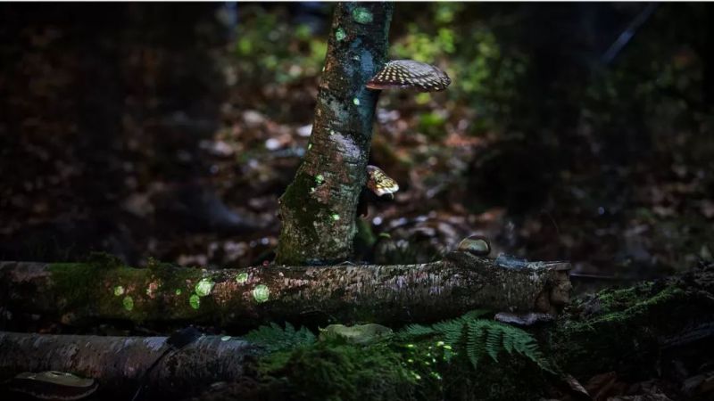 与光共舞｜魔法森林，雨落成光交响曲